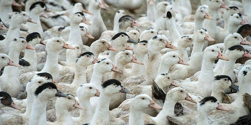 Mortes de gansos e patos em zoológico no RS foram por gripe aviária