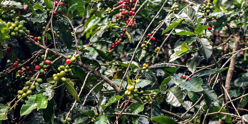 Safra de café deve crescer 2,7% e chegar a 56 milhões de sacas em 2025