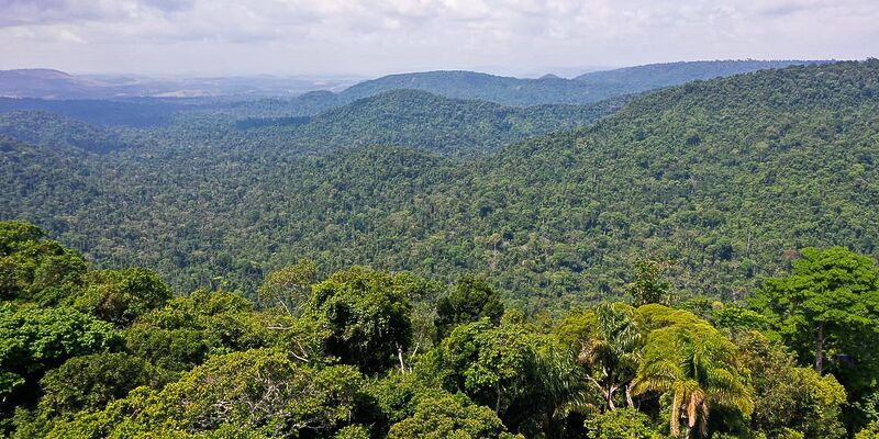 Instituto lança edital para projetos que protejam a Amazônia