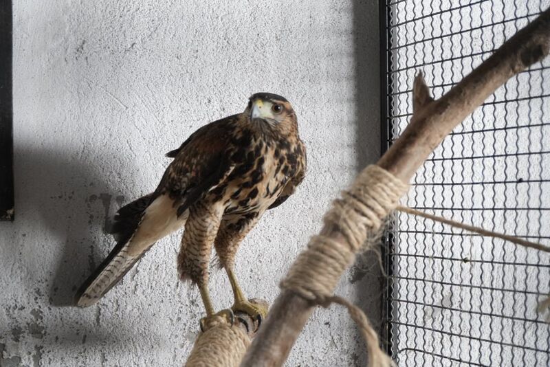 ASAS de São Gonçalo celebra três anos com mais de 2.500 resgates de animais