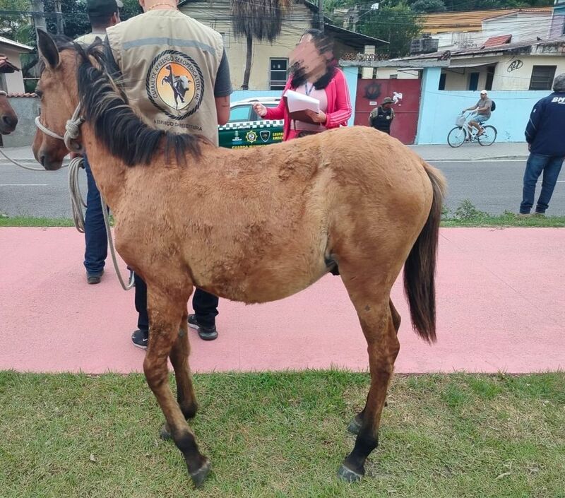 Prefeitura de São Gonçalo já retirou das ruas 96 animais de grande porte nos últimos seis meses
