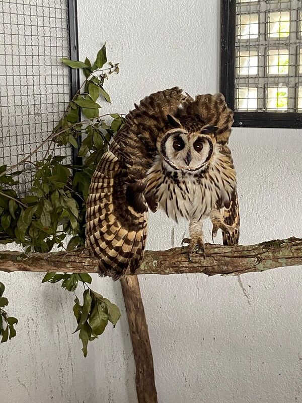 ASAS destaca diversidade de espécies resgatadas no mês do Meio Ambiente