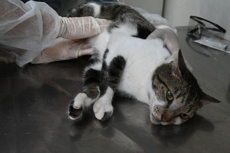 Prefeitura de Niterói agenda consulta veterinária pelo Colab nesta sexta-feira (01/08) – Prefeitura Municipal de Niterói