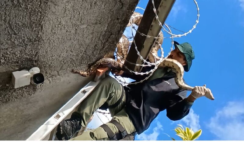 Guarda Ambiental de Niterói resgata jiboia de 3 metros em muro de casa em Várzea das Moças – Prefeitura Municipal de Niterói