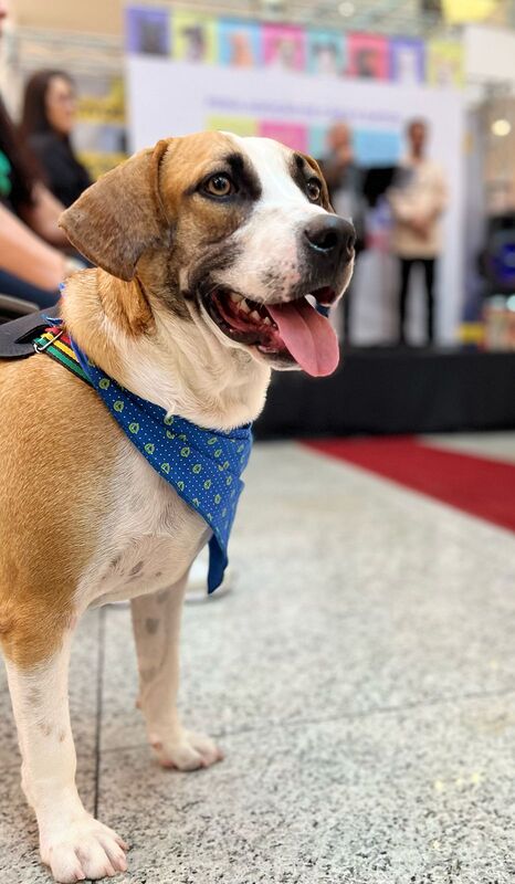 Feira de adoção tem desfile inédito de cães e gatos no Top Shopping