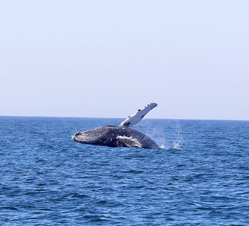 Niterói recebe a segunda temporada de observação de baleias – Prefeitura Municipal de Niterói