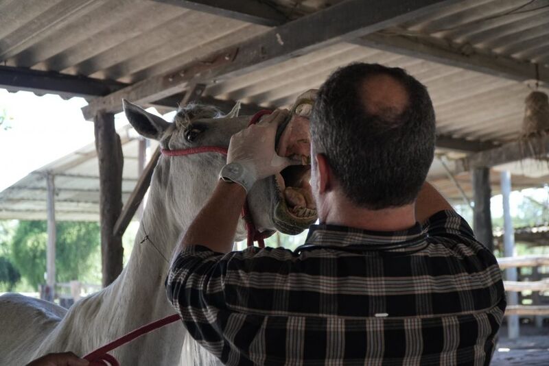 São Gonçalo lança edital para doação de animais de grande porte apreendidos
