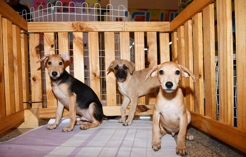 19ª Feira Municipal de Adoção de Animais acontece neste sábado (9)