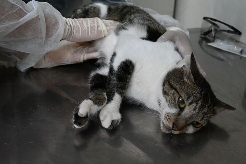 Prefeitura de Niterói oferece tratamento gratuito contra fungo que atinge gatos – Prefeitura Municipal de Niterói