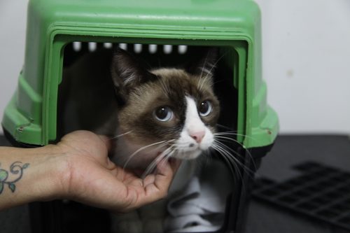 São Gonçalo abre quase 2 mil vagas para castração de cães e gatos