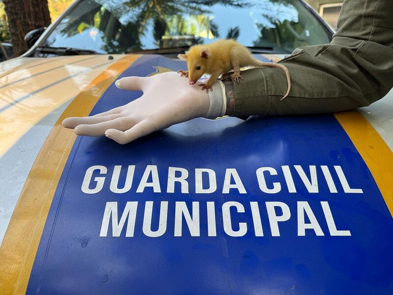 Gambá bebê é resgatado pela Guarda Municipal de Niterói  – Prefeitura Municipal de Niterói