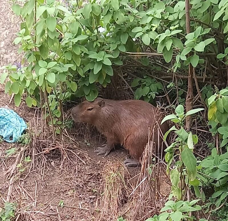 Capivara resgatada pela Guarda Municipal de Niterói foi reintegrada em área de Proteção Ambiental – Prefeitura Municipal de Niterói