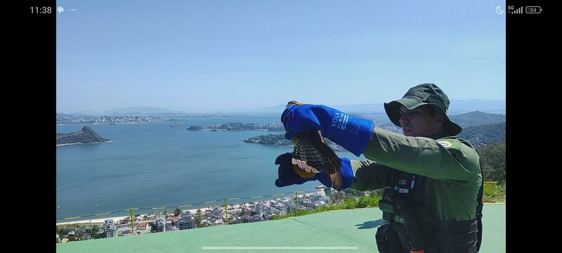 Gavião Carcará Branco é resgatado e devolvido à natureza após reabilitação – Prefeitura Municipal de Niterói