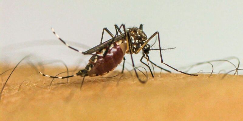 Vírus da chikungunya afeta crianças e adolescentes e deixa sequelas