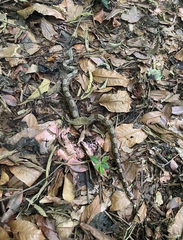 ASAS atinge a marca de 3 mil animais silvestres reabilitados e devolvidos à natureza