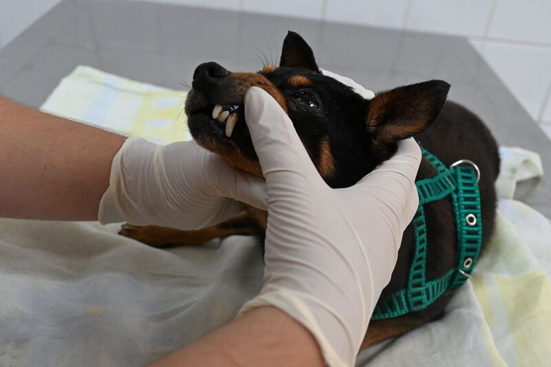 Prefeitura oferece 50 consultas veterinárias gratuitas em outubro – Prefeitura Municipal de Niterói