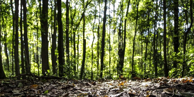 Produção florestal do país cresce 16,7% e chega a R$ 44,3 bi em 2024