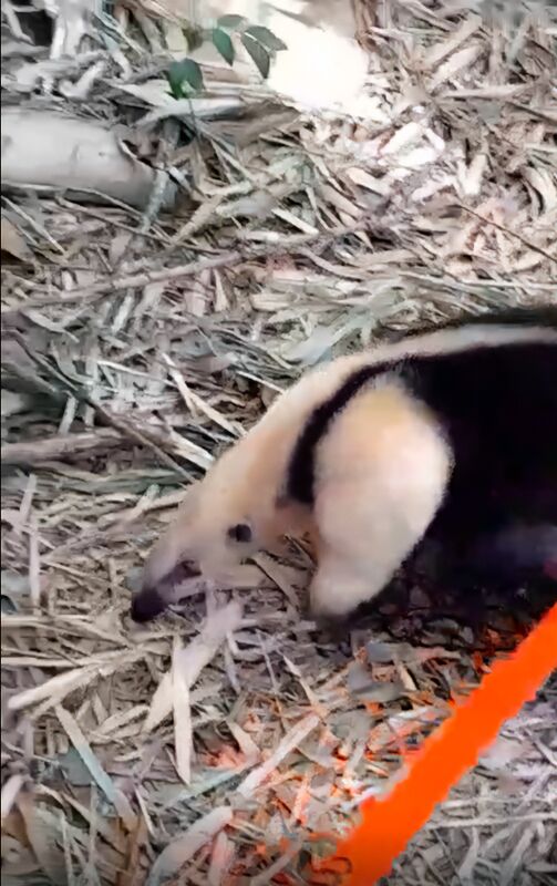 São Gonçalo realiza soltura de tamanduá atendido na ASAS