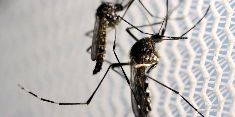 Vacina contra a dengue do Butantan pode beneficiar saúde global