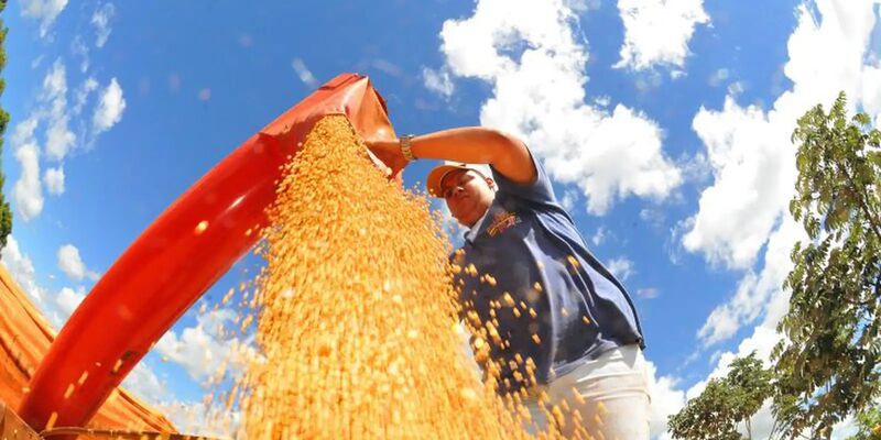 Safra deve recuar 3,7% em 2026, depois de um 2025 recorde