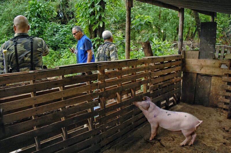 Prefeitura de Nova Iguaçu resgata animal vítima de maus-tratos e demole chiqueiro irregular às margens do Rio Tinguá
