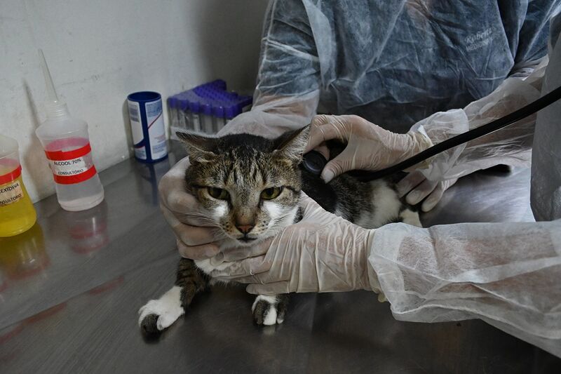 Prefeitura de Niterói oferece 55 consultas no primeiro atendimento veterinário gratuito do ano – Prefeitura Municipal de Niterói