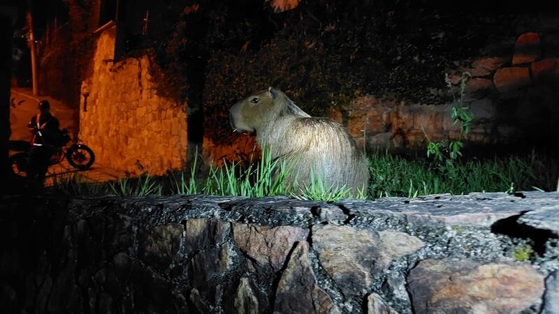 Guarda Municipal de Niterói resgata capivara e jiboia de 2,5 metros em ações ambientais – Prefeitura Municipal de Niterói