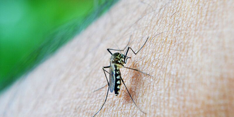 Estado de São Paulo confirma primeira morte por dengue em 2026