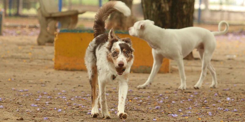 Mais de 300 pets estarão disponíveis para adoção em evento em SP