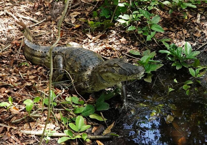 ASAS realiza soltura de jacaré e cágado em seus habitats naturais