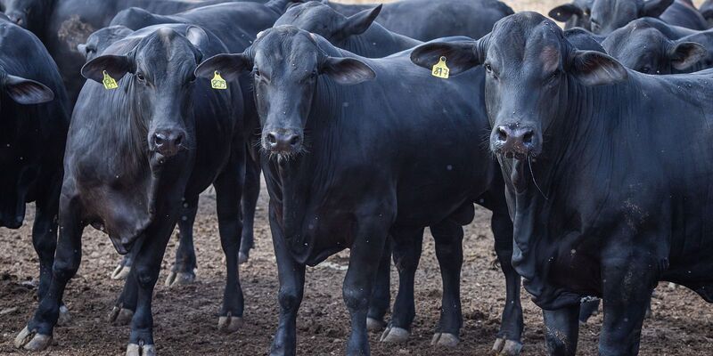 CMN reduz juros de financiamentos a cooperativas rurais pelo Pronaf