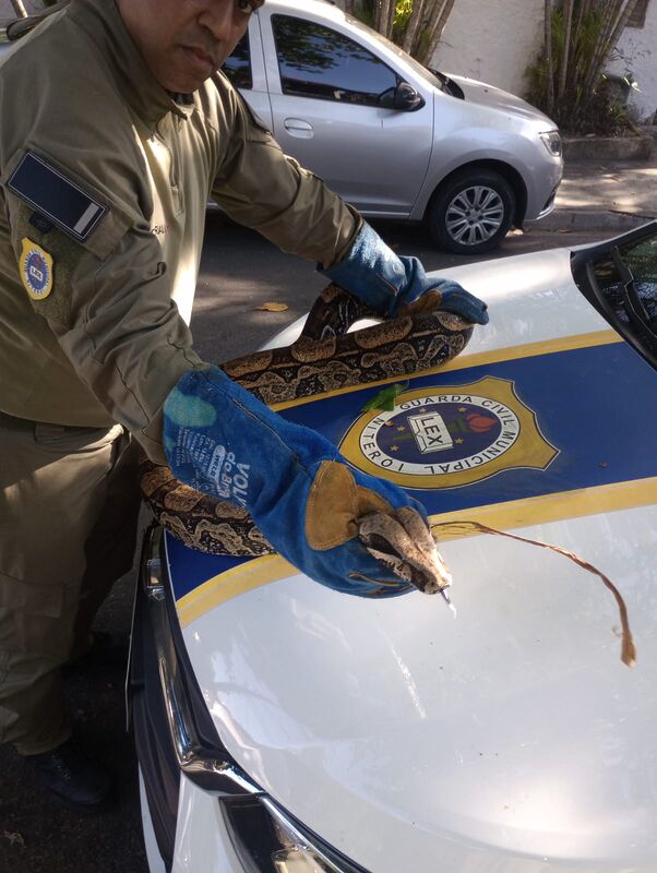 Guarda Ambiental resgata cobra de 2,5 metros na Região Oceânica de Niterói  – Prefeitura Municipal de Niterói