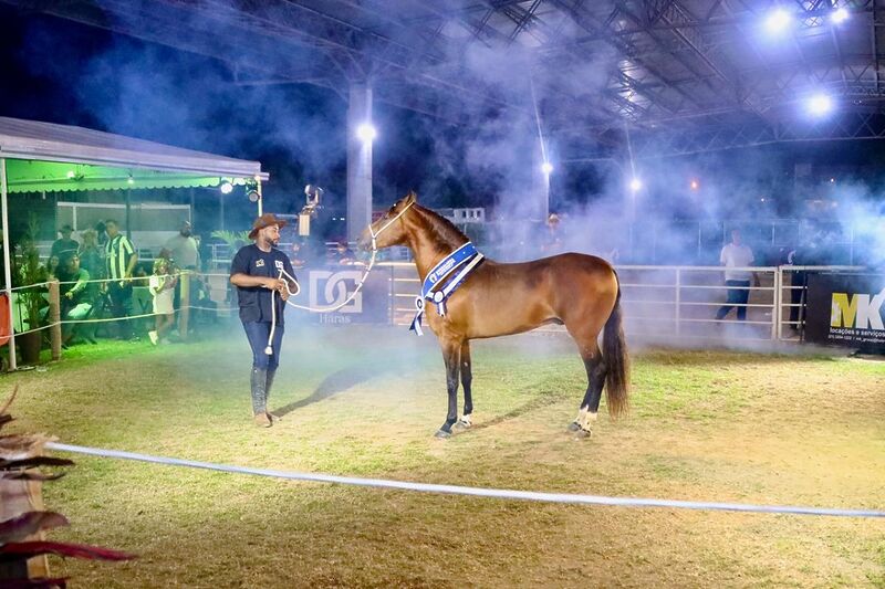 Leilão reúne criadores e amantes do Mangalarga Marchador no Parque Rural de Niterói – Prefeitura Municipal de Niterói