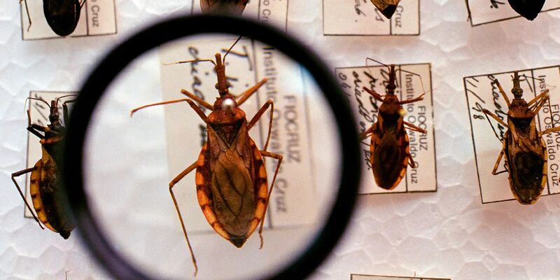 Saúde anuncia R$ 12 milhões para enfrentamento da doença de Chagas