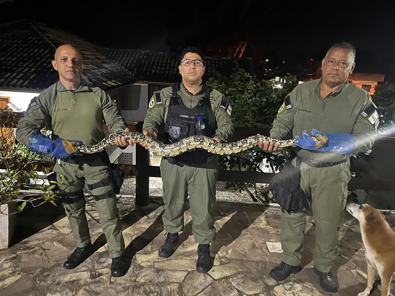Guarda Municipal de Niterói resgata serpente no Engenho do Mato – Prefeitura Municipal de Niterói