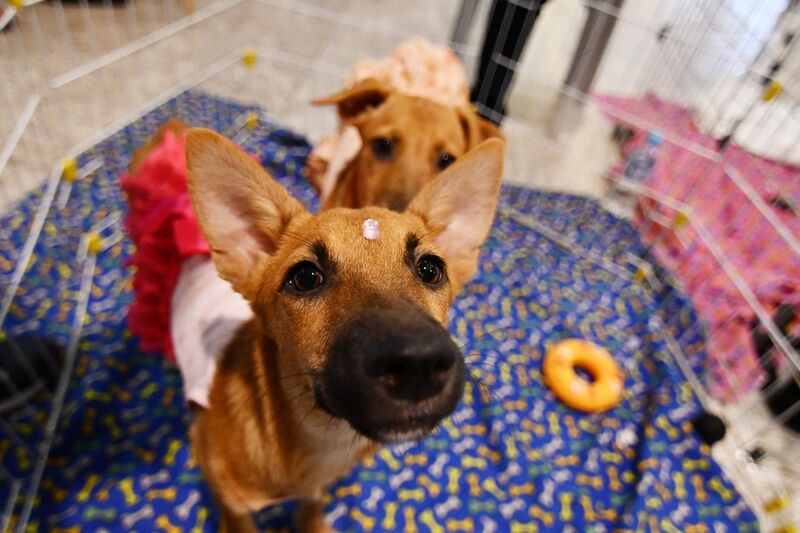 Campanha de adoção de animais da Prefeitura acontece neste domingo (21) no Shopping Nova Iguaçu