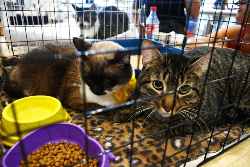 Seleção de quatro patas: 23 pets entram em campo em busca de um novo lar em Nova Iguaçu