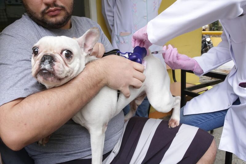 Ação Animal chega ao Horto do Barreto neste sábado (27) – Prefeitura Municipal de Niterói