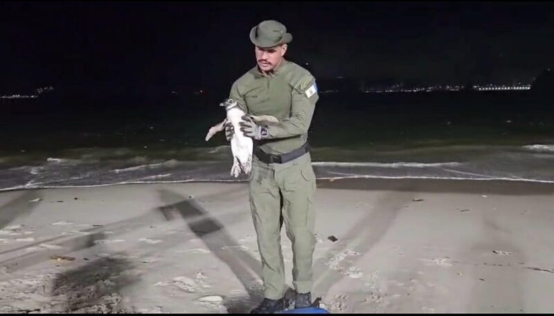 Temporada de pinguins começa em Niterói e Guarda Ambiental orienta população sobre como agir – Prefeitura Municipal de Niterói