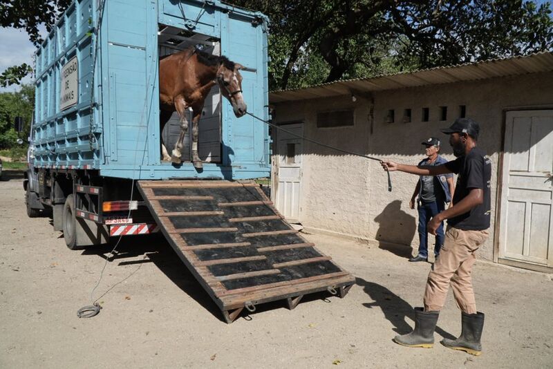 Balanço semestral registra 84 apreensões de animais de grande porte em São Gonçalo