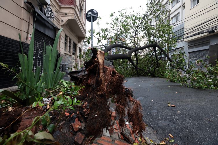 São Paulo (SP), 22/09/2025 - Fortes chuvas e ventania derrubaram árvore na rua Dr Carvalho de Mendonça, na Barra Funda. Foto: Paulo Pinto/Agência Brasil