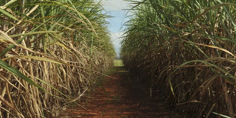 Safra de cana-de-açúcar deve crescer 4,7% em relação ao ano de 2025
