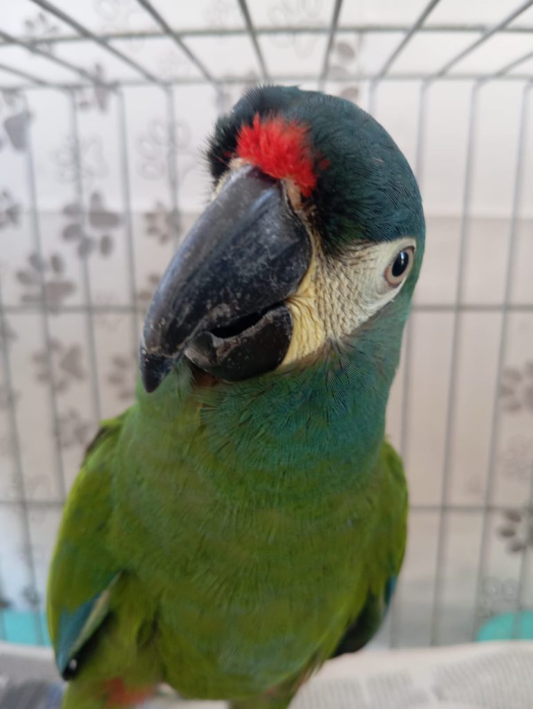 ASAS recebe 271 animais silvestres durante o mês de agosto em São Gonçalo