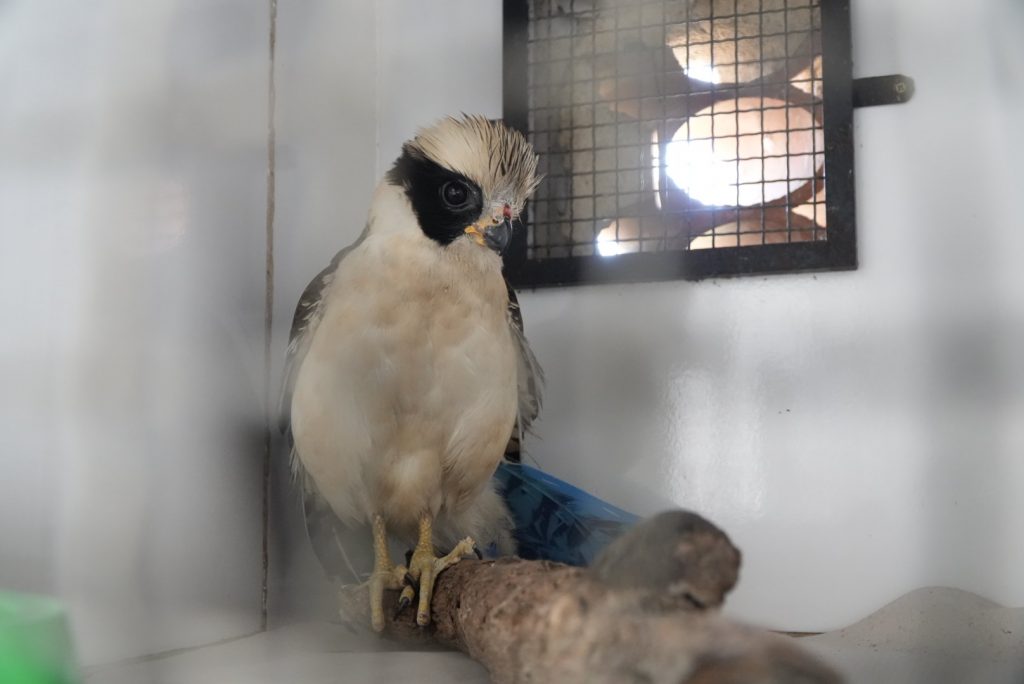 Dia da Defesa da Fauna destaca trabalho da ASAS na proteção de animais silvestres