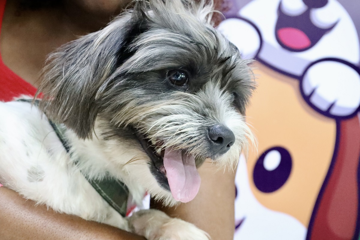 Ação Animal oferece serviços gratuitos para cães e gatos em Santa Bárbara neste sábado (19) – Prefeitura Municipal de Niterói