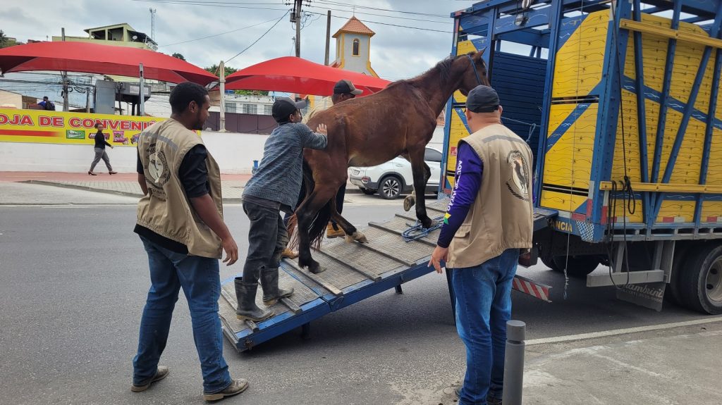 Operação conjunta apreende dez suínos e um equino em São Gonçalo