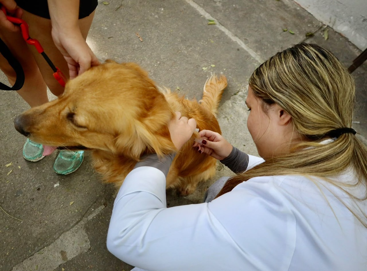 Campanha de Vacinação Antirrábica Animal chega à Zona Norte de Niterói neste sábado (19) – Prefeitura Municipal de Niterói