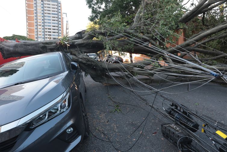 São Paulo (SP), 10/12/2025 -  Queda de árvores sobre carros na rua Paula Ney, na Vila Mariana. Foto: Paulo Pinto/Agência Brasil