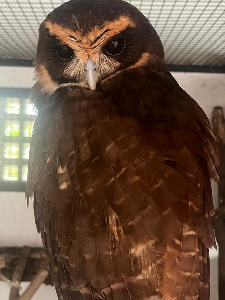 ASAS recebe 623 animais silvestres em setembro e intensifica cuidados durante período reprodutivo