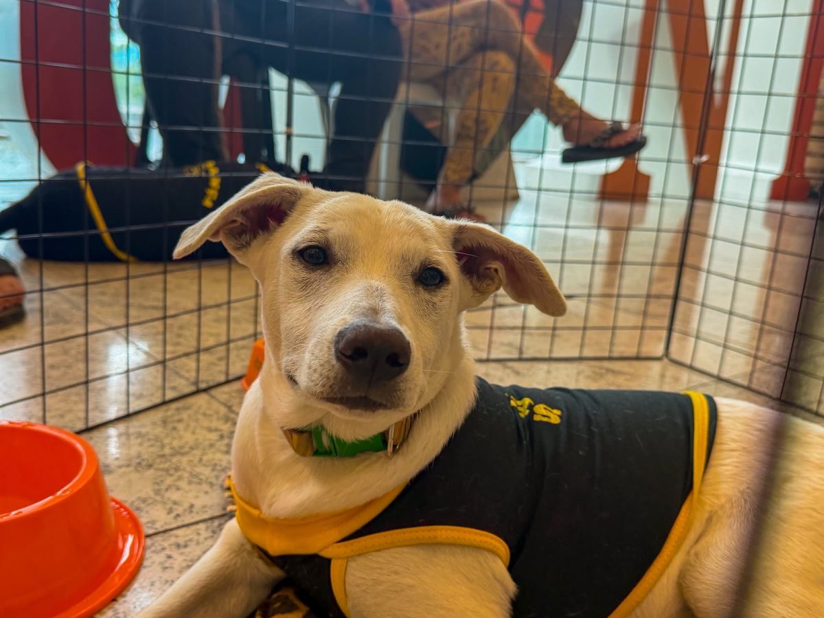 Campanha de adoção de animais da Prefeitura de Nova Iguaçu acontece neste sábado (3), no TopShopping